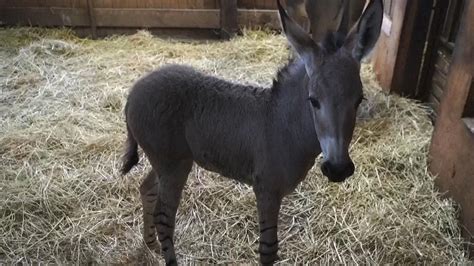 Critically Endangered African Wild Ass Born In Chile World News Sky