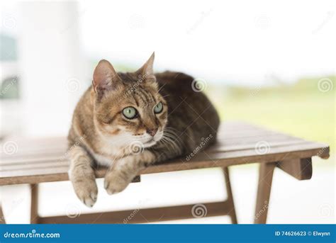 Cat Sit On The Table Stock Image Image Of Face Look 74626623