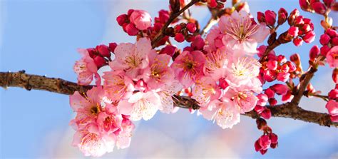 La primavera - Travel and Fair