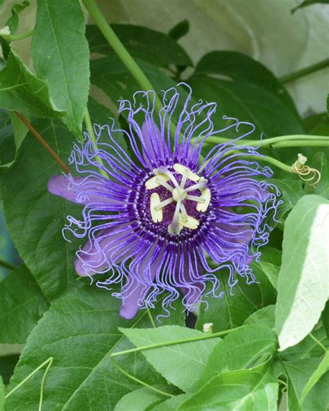 Passiflora Incarnata Flower