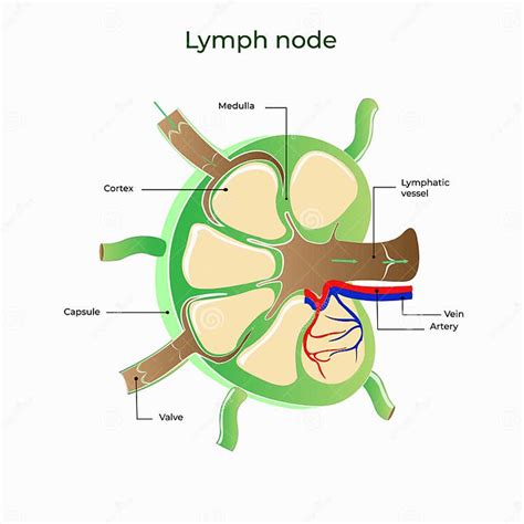 lymph node medicine anatomy biology stock vector illustration