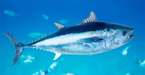 Peixe Mais Veloz Do Mundo - Peixe Mais Rápido do Mundo: Veja os 6 Mais Velozes