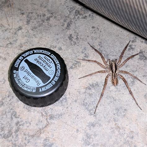 Oregon Spider Identification Chart