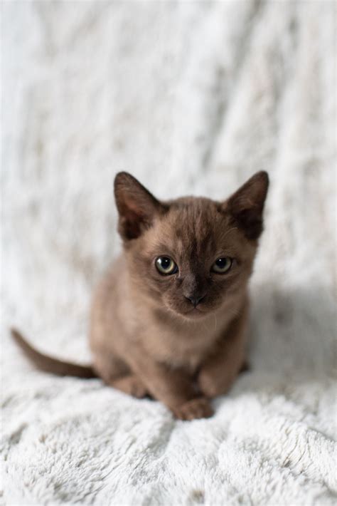 Burmese Kittens — Open Door Farm