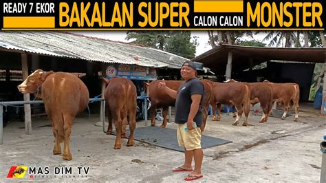 Kandang Sapi Pak Priyo Ready 7 Ekor Bakalan Super Super Calon Monster