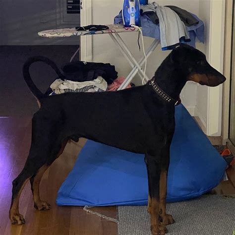 Zeus: Black & Tan Male Doberman - Von Liston Dobermanns