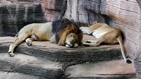 Lion sleeping image - Free stock photo - Public Domain photo - CC0 Images