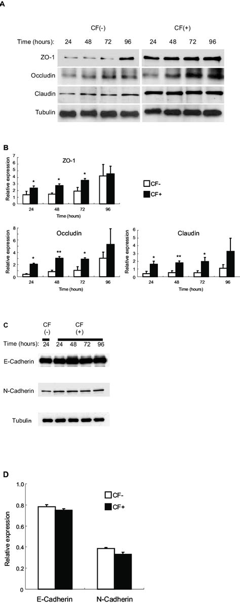 Expression Of Tight Junctional And Adherens Junctional Proteins In Hce