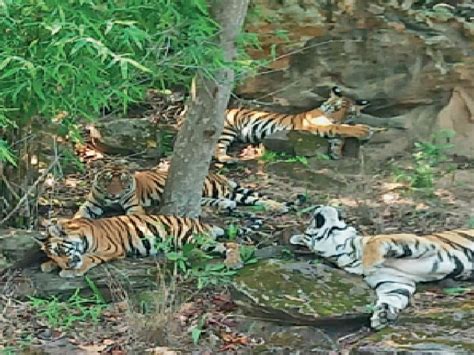 Tiger Habitat From Bandhavgarh To Kanha Pench And Sanjay Reserve बांधवगढ़ से कान्हा पेंच और