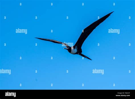 Adult Female Magnificent Frigatebird Fregata Magnificens In Flight