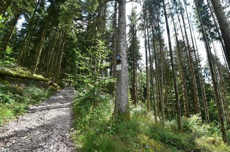 Vosges Laménagement du massif du Fossard à Remiremont se précise