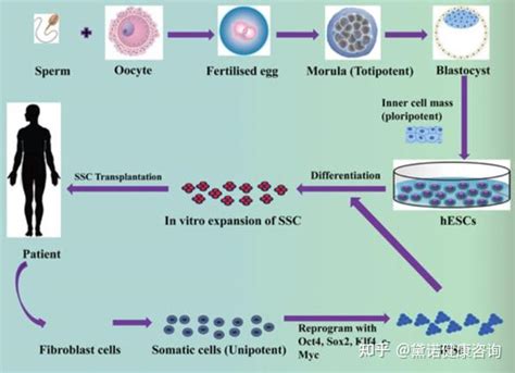 文献细读诱导性多能干细胞和胚胎干细胞技术在男性不育中的应用 知乎