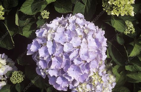 Hydrangea Macrophylla Amethyst Stock Image B8141486 Science