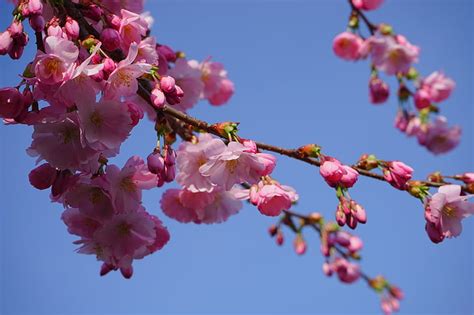 Free Photo Japanese Cherry Trees Flowers Pink Branch Japanese