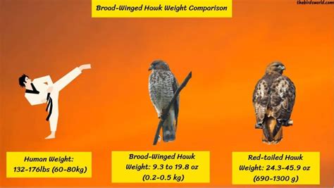 Broad Winged Hawk Size How Big Are They Comparison