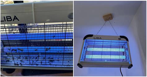 I Think I Found The Best Fruit Fly Zapper Ever