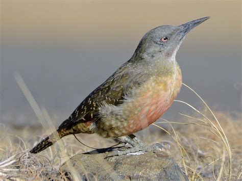 Birds Of The World Swifts Apodidae