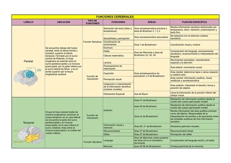 Cuadro Comparativo Reas Cerebrales Y Sus L Bulos Udocz The Best Porn