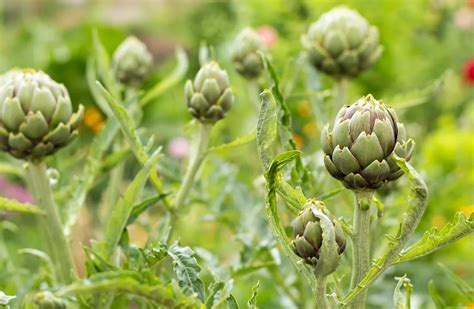 Les Bienfaits De L Artichaut Cynara Scolymus Origine Propri T S