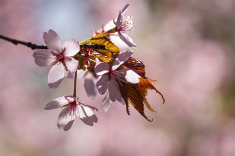 Wallpaper Nature Branch Cherry Blossom Pink Spring Autumn Leaf