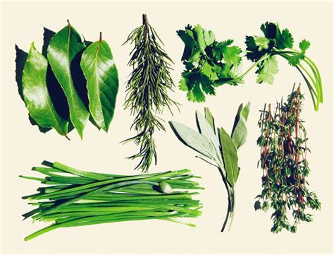 Easy Herb Garden - The Ultimate Spring Project | Goop