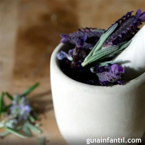 Cómo Hacer Perfume Casero De Lavanda Tutorial Paso A Paso Montesco