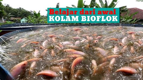 Alat Dan Bahan Yang Dibutuhkan Untuk Kolam Bioflok Ikan Nila Dan