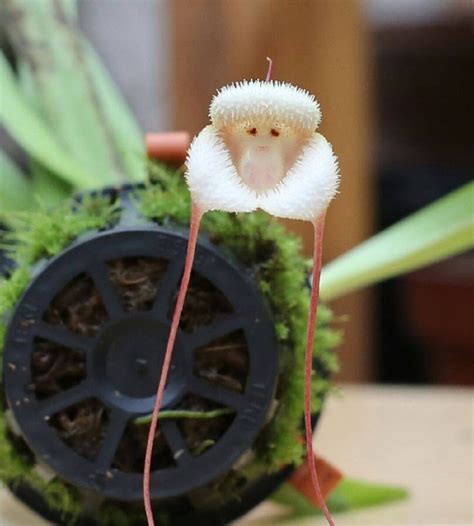Rare Monkey Face Orchid Natures Intriguing Beauty
