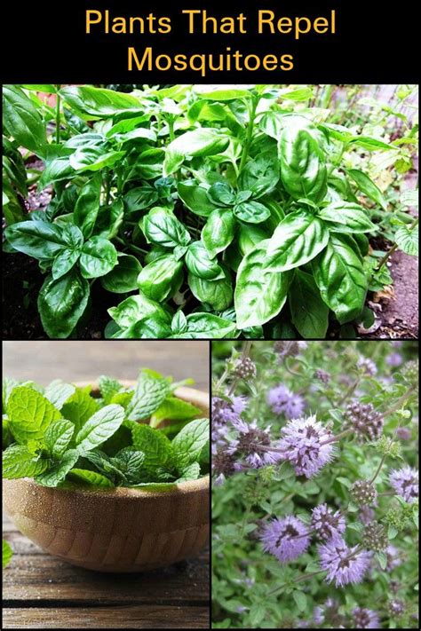 12 Plants That Repel Mosquitoes Naturally Natural Mosquito Repellant