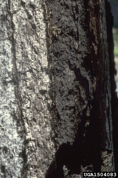 Hypoxylon Canker Of Oak Biscogniauxia Atropunctata Atropunctata