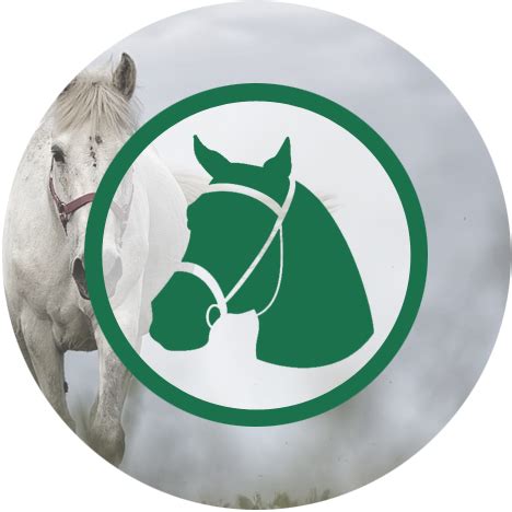 Thema Paarden Vmbo Kgt Wikiwijs Maken