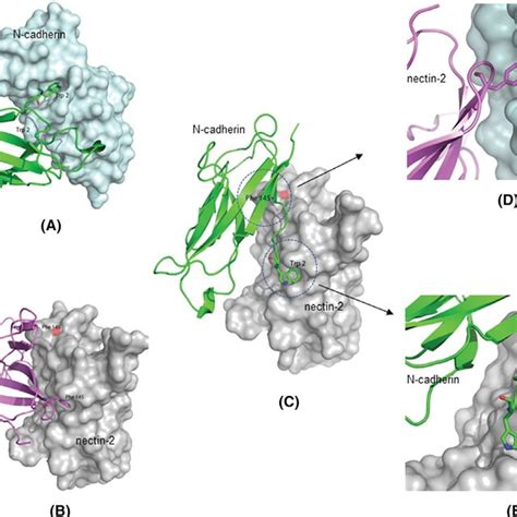 Molecular And Structural Bases Of N Cadherin Nectin Interaction