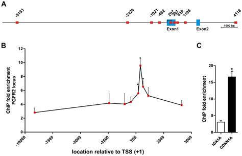 Snf Is Recruited To The Fgfr Promoter In Bj Cells A Schematic