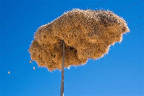 Los nidos de aves más raros y hermosos que hayas visto