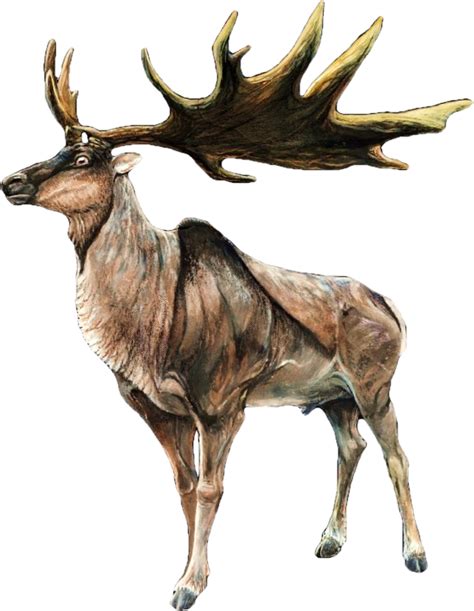 The Irish Elk Megaloceros Giganteus Also Known As The Giant Deer Or