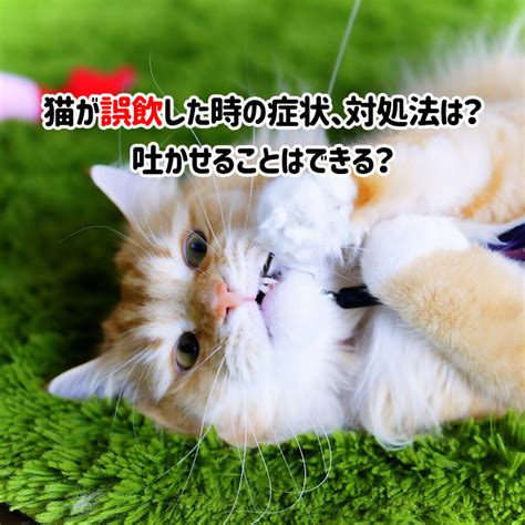 【獣医師監修】猫のレントゲン検査では何が分かる？そもそも安全に受けられるの？