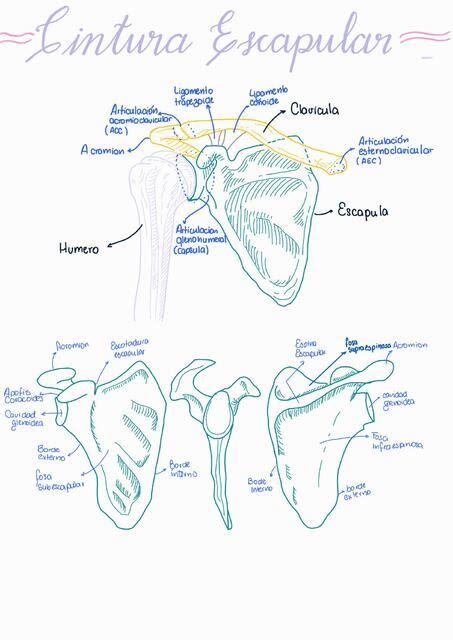 Fx De Escapula Y Clavicula Karla Ontiveros Vasquez UDocz