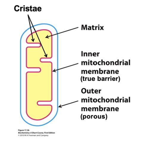 Lecture Mitochondrial Bioenergetics Flashcards Quizlet