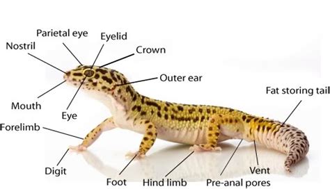 Anatomy of a Leopard Gecko - Brooklyn Style Leopard Geckos