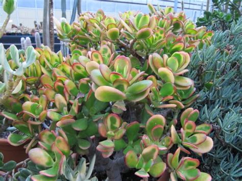 Crassula Portulacea La Guida Completa