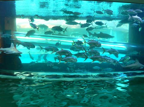 Behind The Scenes Golden Nugget Shark Tank Tour