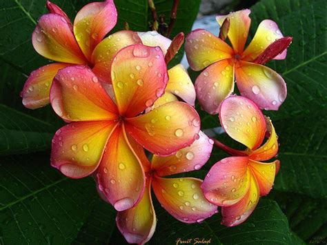 Plumeria Backgrounds Wallpaper Cave