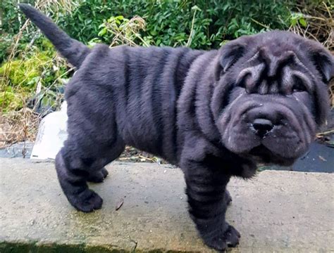 Full pedigree black shar pei puppies | in Randalstown, County Antrim ...