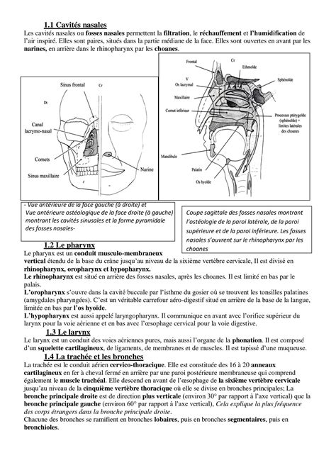 Solution Anatomie G N Rale De Lappareil Respiratoire Studypool