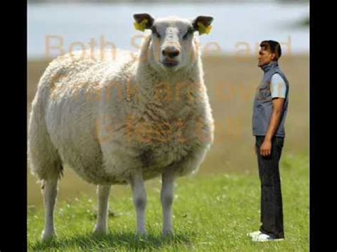 The Biggest Sheep In The World YouTube