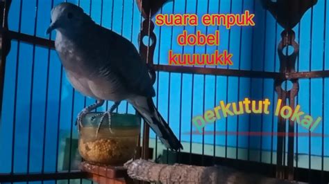 Suara Empuk Dobel Kuukk Perkutut Lokal Paling Mantap Buat Pancingan