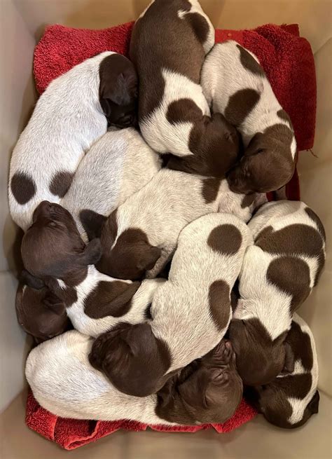 German Shorthaired Pointer Puppies For Sale