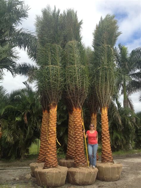 Sylvestris | Phoenix Sylvestris | Palmco - Wholesale Palms, Florida