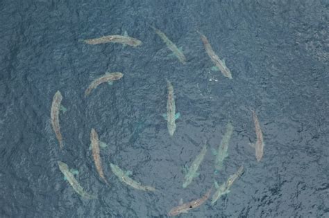 Mysterious Circles Of Basking Sharks Explained Marine Biological