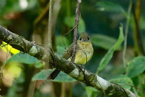 Foto Assanhadinho Myiobius Barbatus Por Thiane Amaral Wiki Aves A